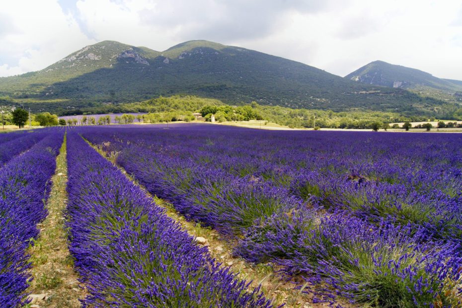 Lawenda panorama