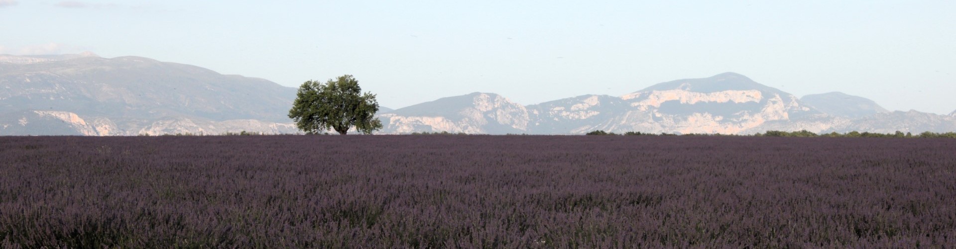 Prowansja Valensole