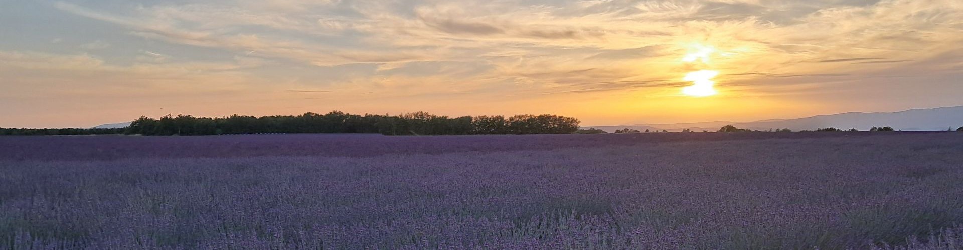Prowansja Valensole zachód słońca