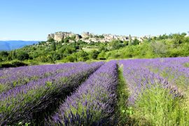 Prowansja-Saignon panorama z pola lawendy HD
