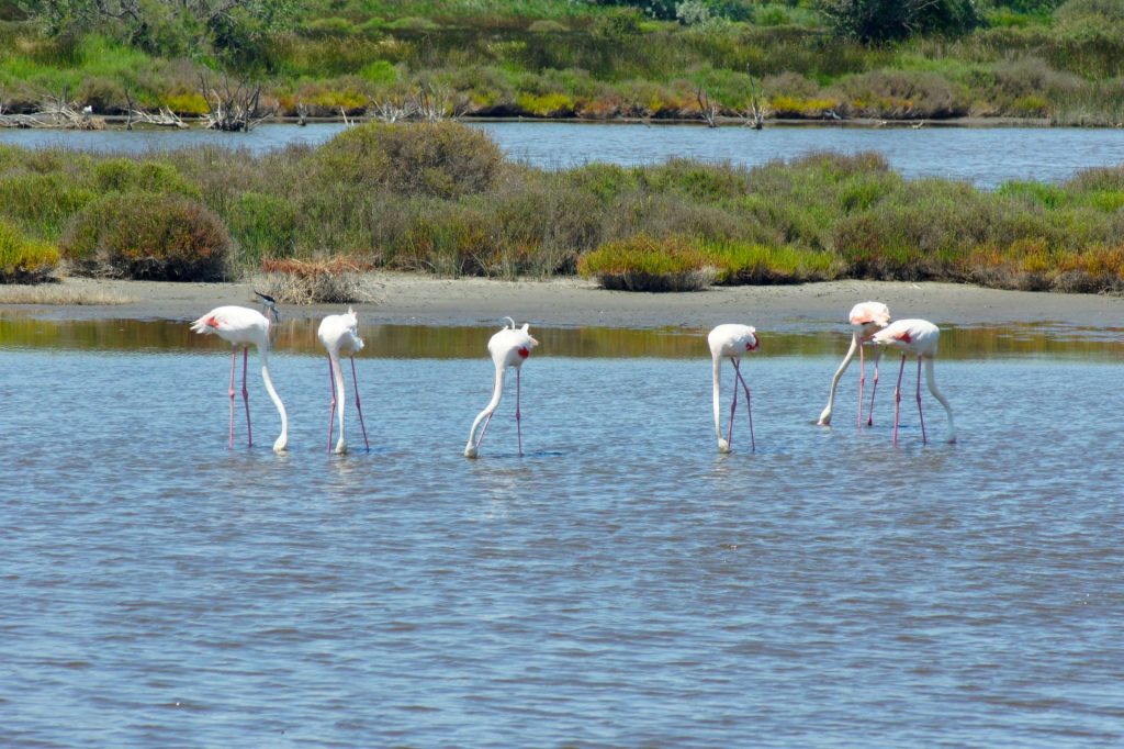 Camargue flamingi