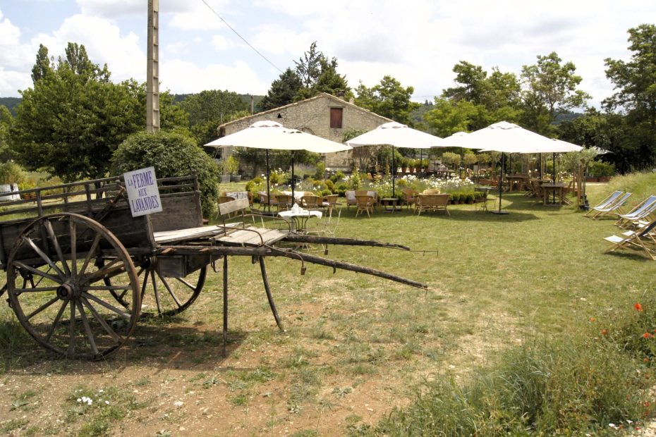 Lawendowa farma