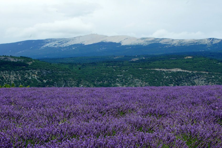 Kiedy jechać do Prowansji