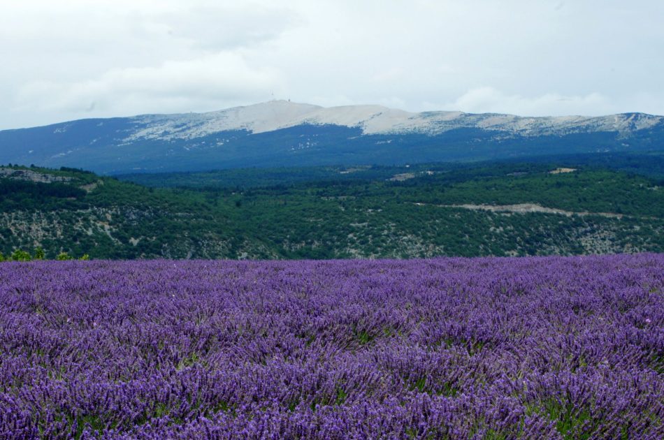 Kiedy jechać do Prowansji