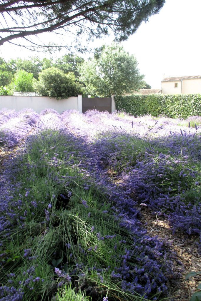 Muzeum lawendy dziedziniec