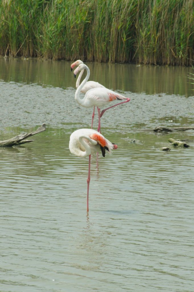 Park ornitologiczny flamingi
