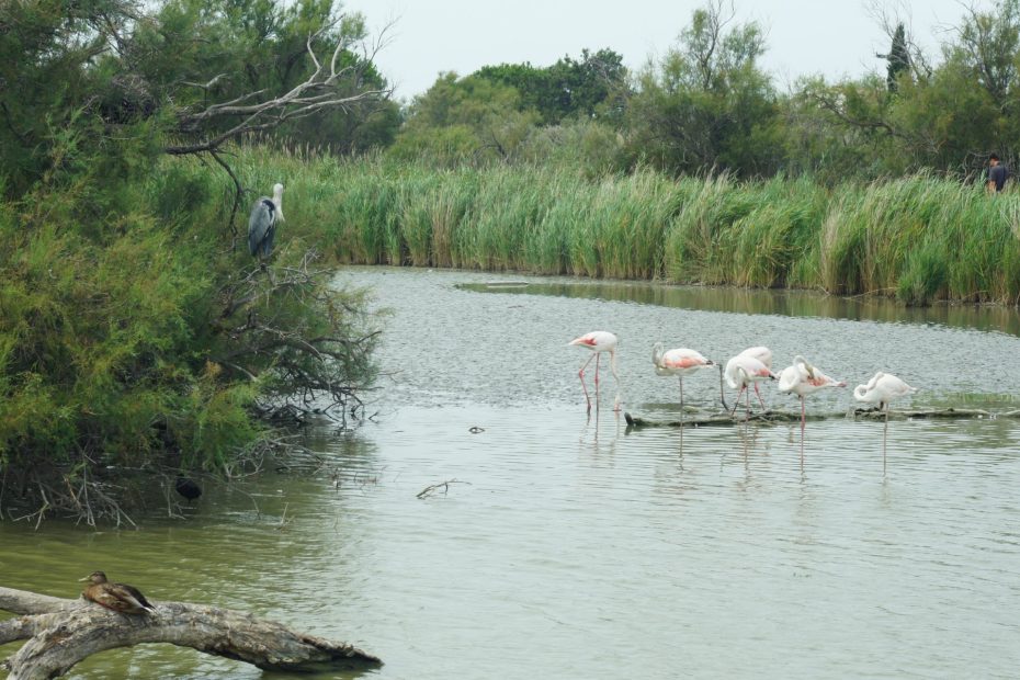 Park ornitologiczny flamingi i inne