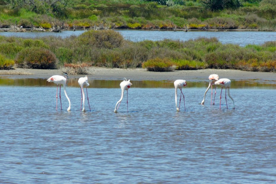 Camargue