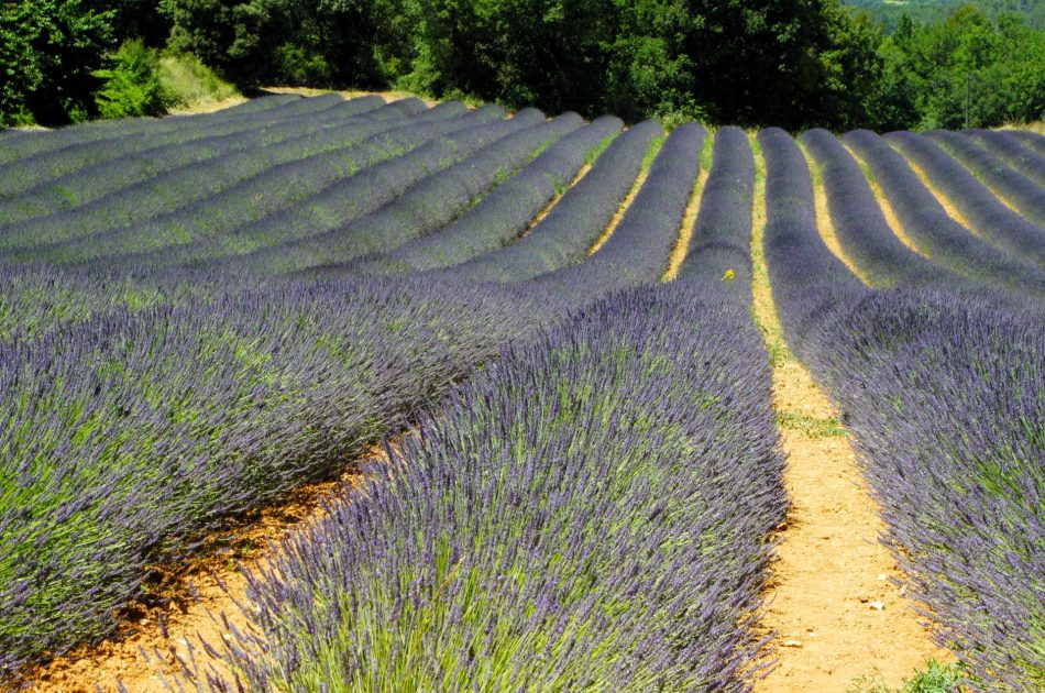 Lawenda w Prowansji