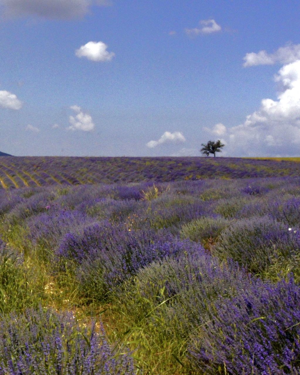 Chateau de la Gabelle pola lawendy