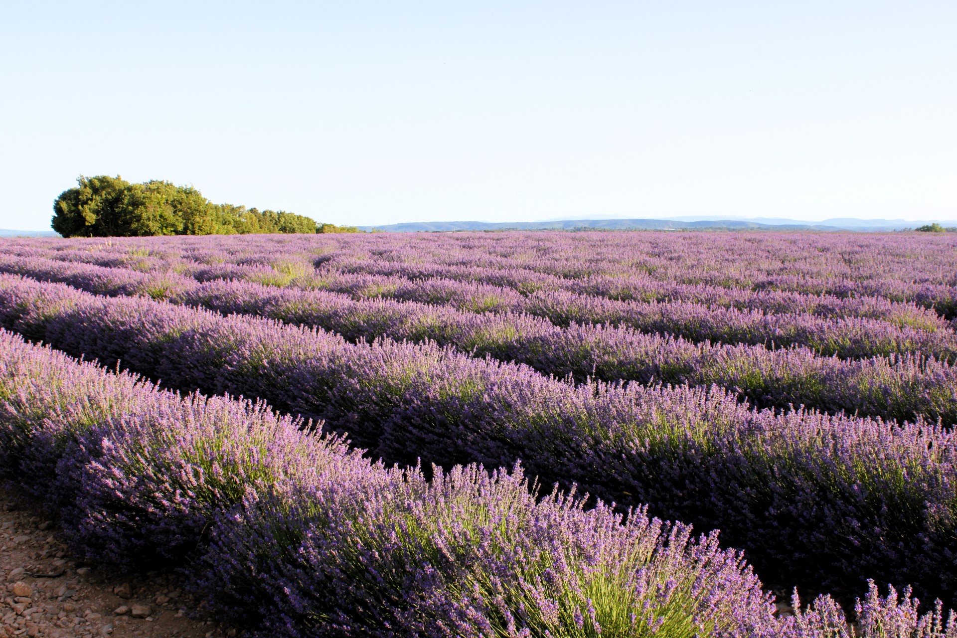 Valensole lawenda w Prowansji