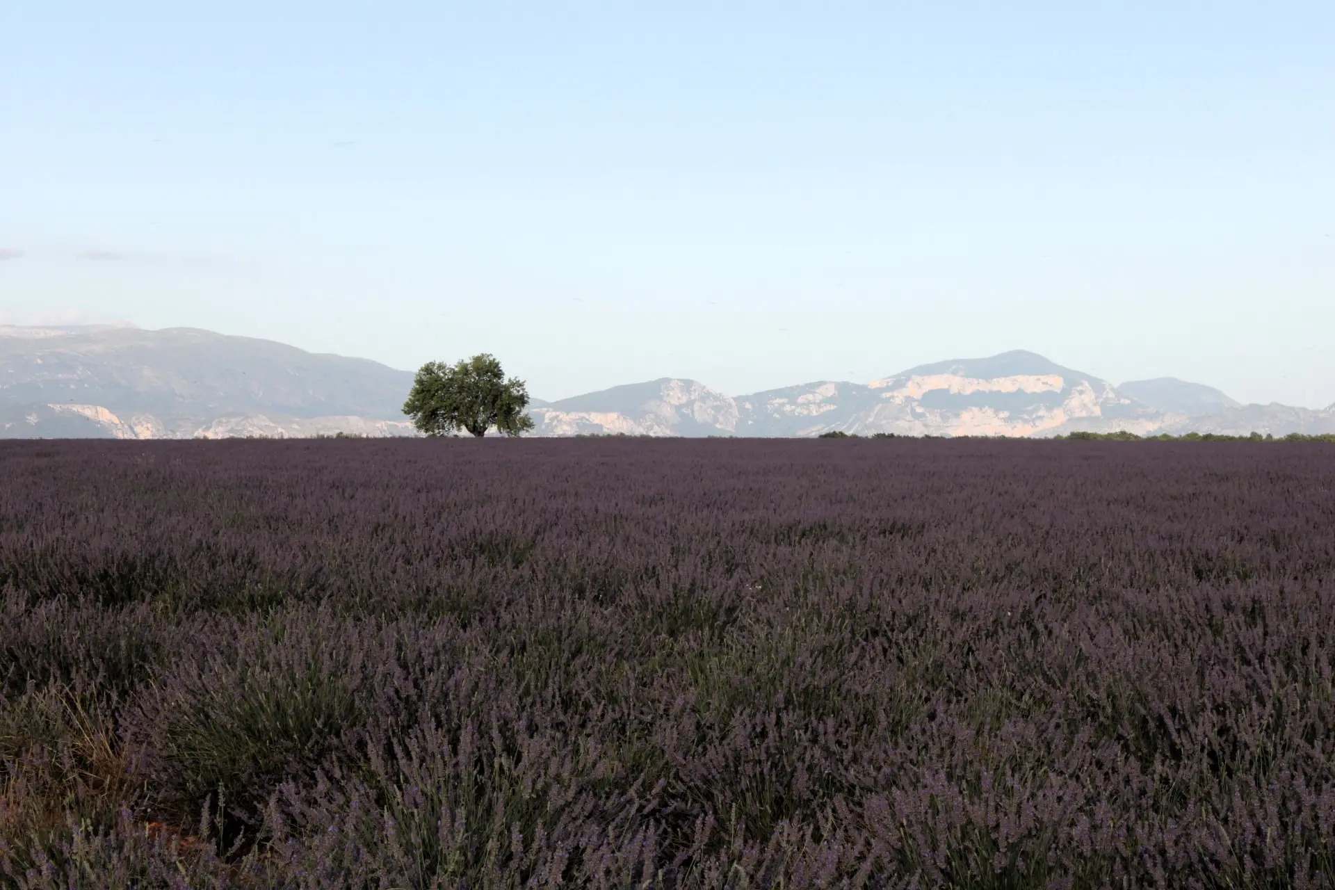 Płaskowyż Valensole